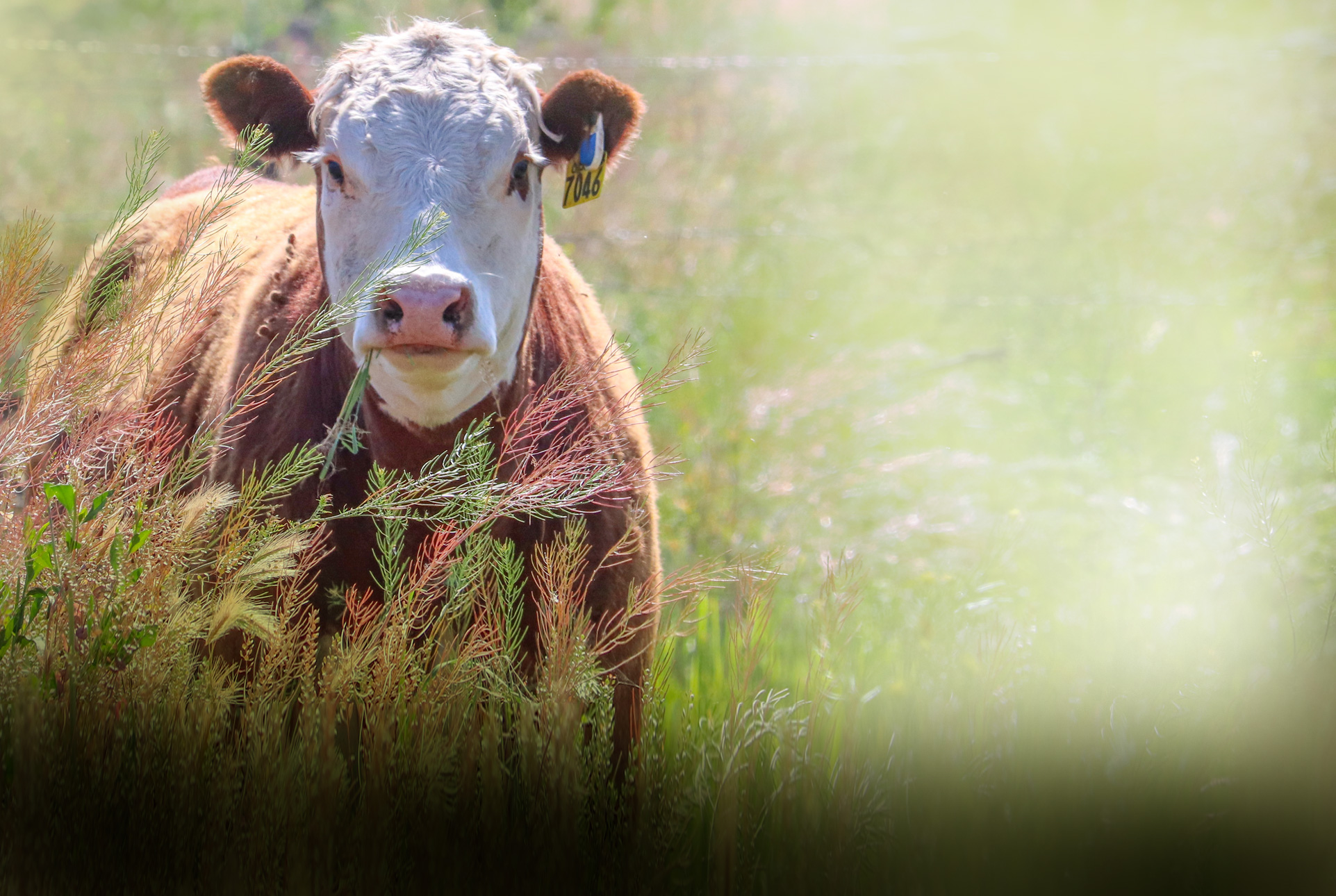 Cow on pasture